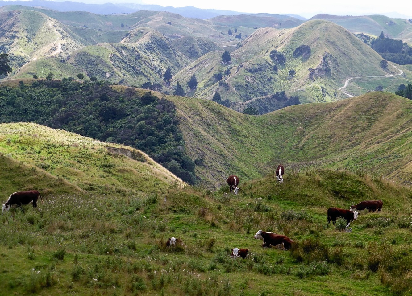 Hereford cattle grazing the hills in New Zealand