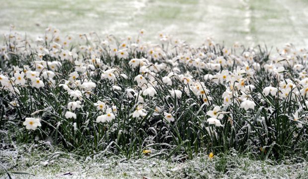 Daffodils covered in snow in Aberdeen.
Picture by Colin Rennie