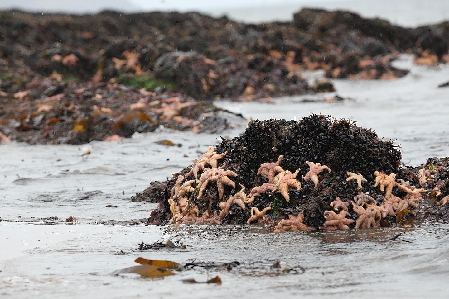 Starfish washed up on Rosemarkie beach
