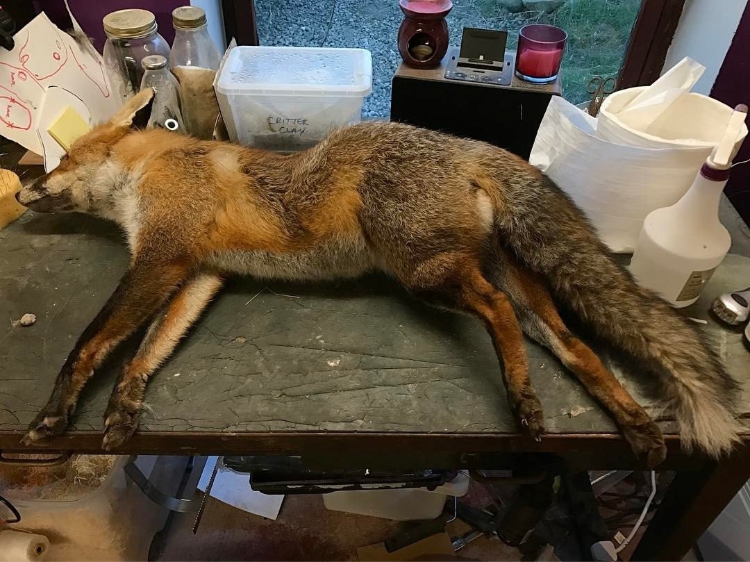 A dead fox is later turned into a sporran by Emma