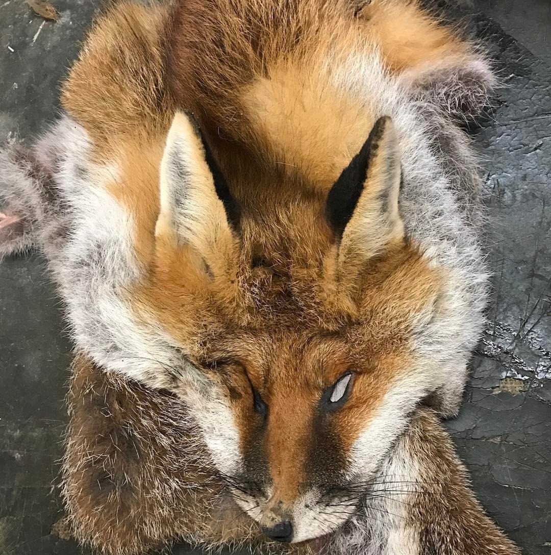 A dead fox being prepared to be made into a sporran. 