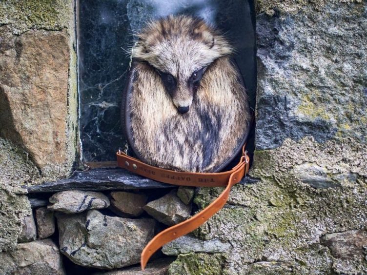 Examples of Emma Willats taxidermy sporrans made from roadkill