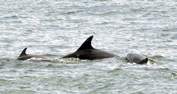 RSPB Dolphinwatch began its fifth year in Aberdeen.
Picture by Colin Rennie.