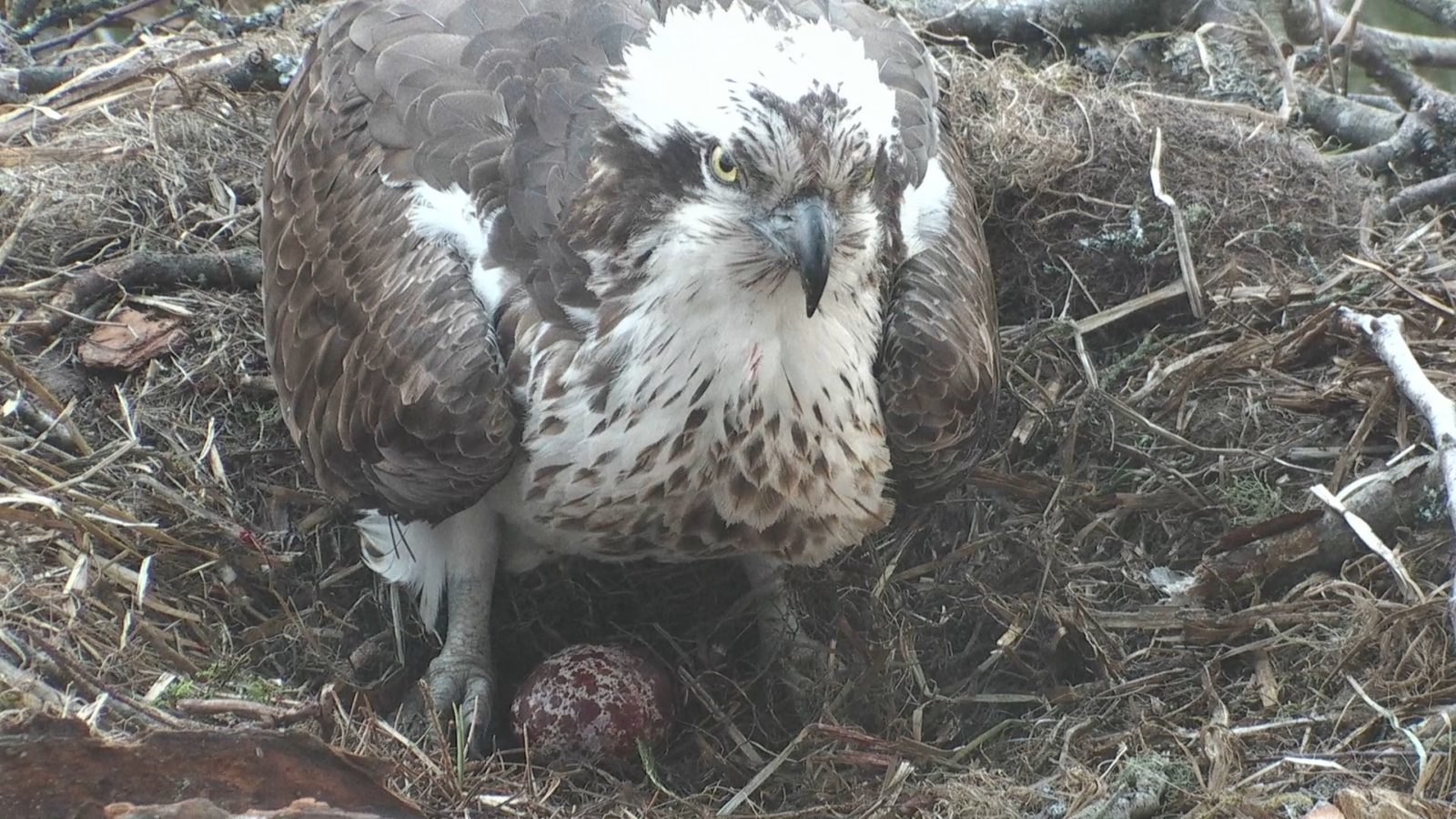 Osprey LF15 (Lassie) with her first egg at Loch of the Lowes Scottish Wildlife Reserve in 2017.