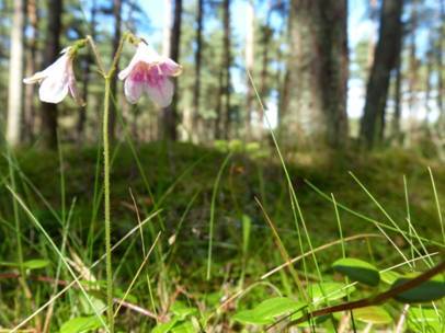 Twinflowers