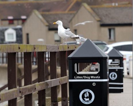 A seagull at Stonehaven sea front
