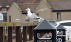 A seagull at Stonehaven sea front