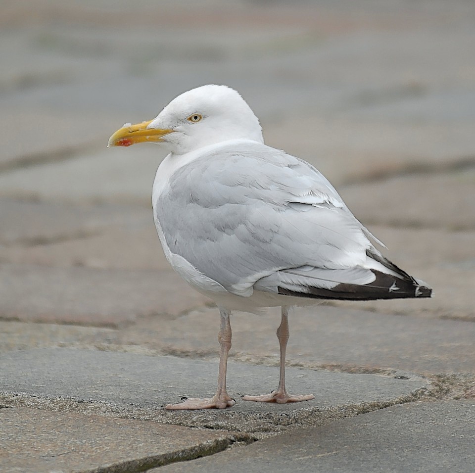 seagull