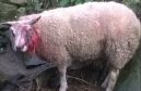 One of the sheep which was savagely attacked by a dog which had to be shot dead by a farmer near Huntly.