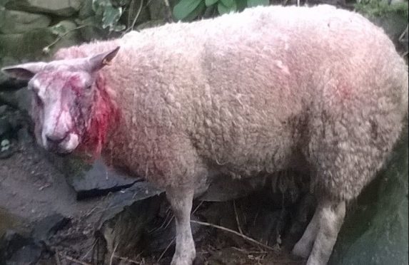 One of the sheep which was savagely attacked by a dog which had to be shot dead by a farmer near Huntly.