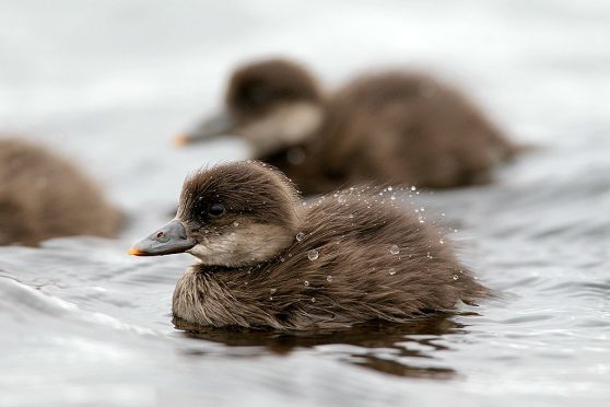 Common Scoter. Forsinard Flows RSPB reserve. Sutherland, Scotland. July 2010.