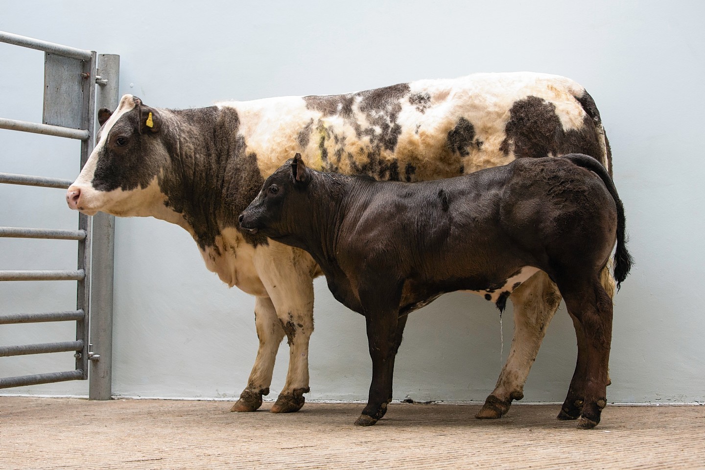 The champion heifer with calf at foot.