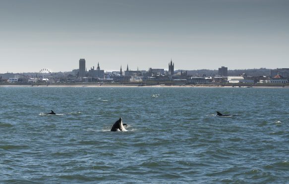 Aberdeen is quickly becoming renowned as a world-class destination for dolphin watching
