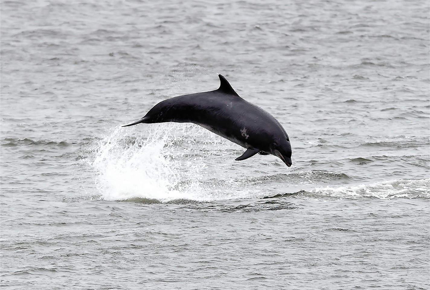 Dolphins