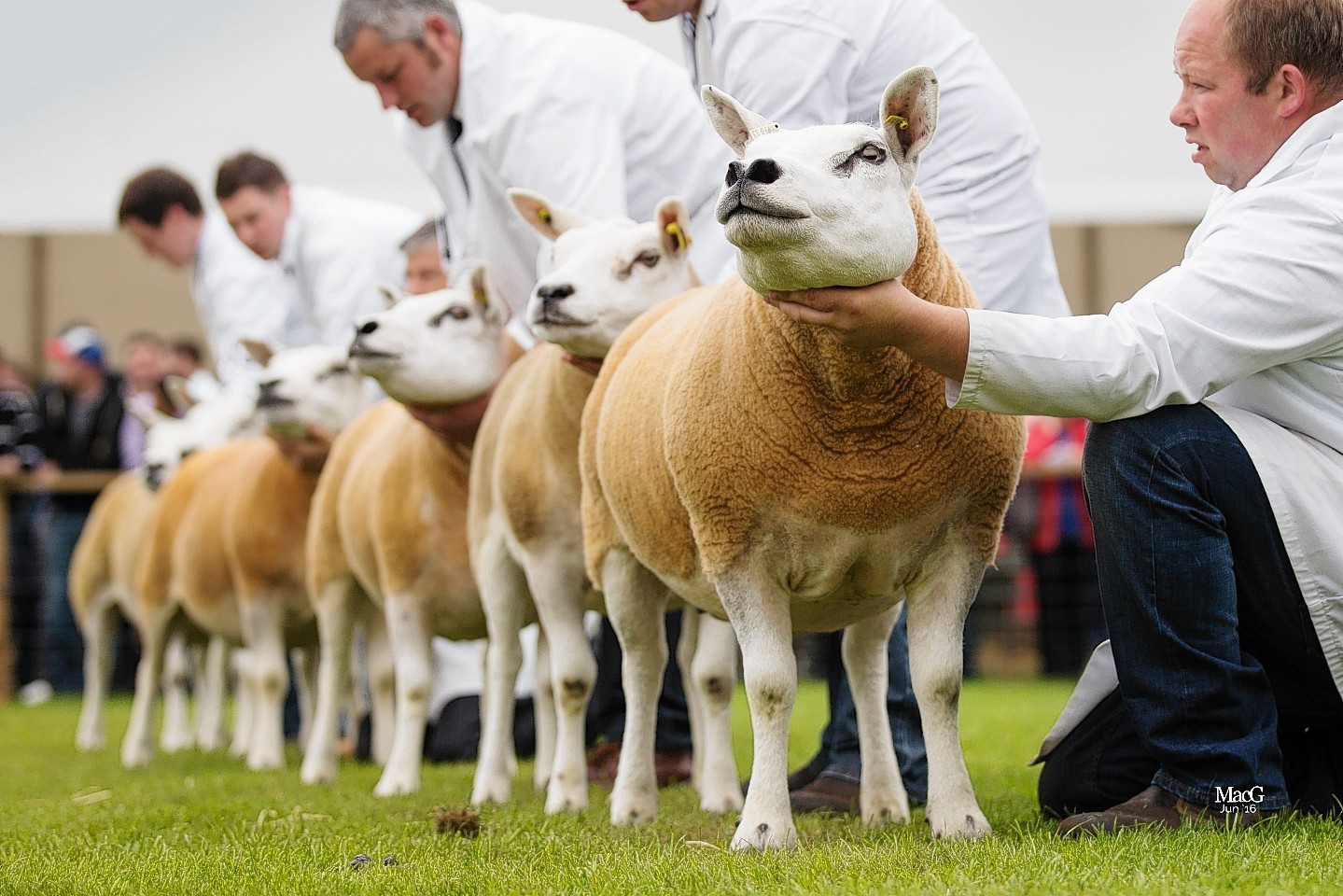 More than 2,000 sheep are entered to compete at the four-day show