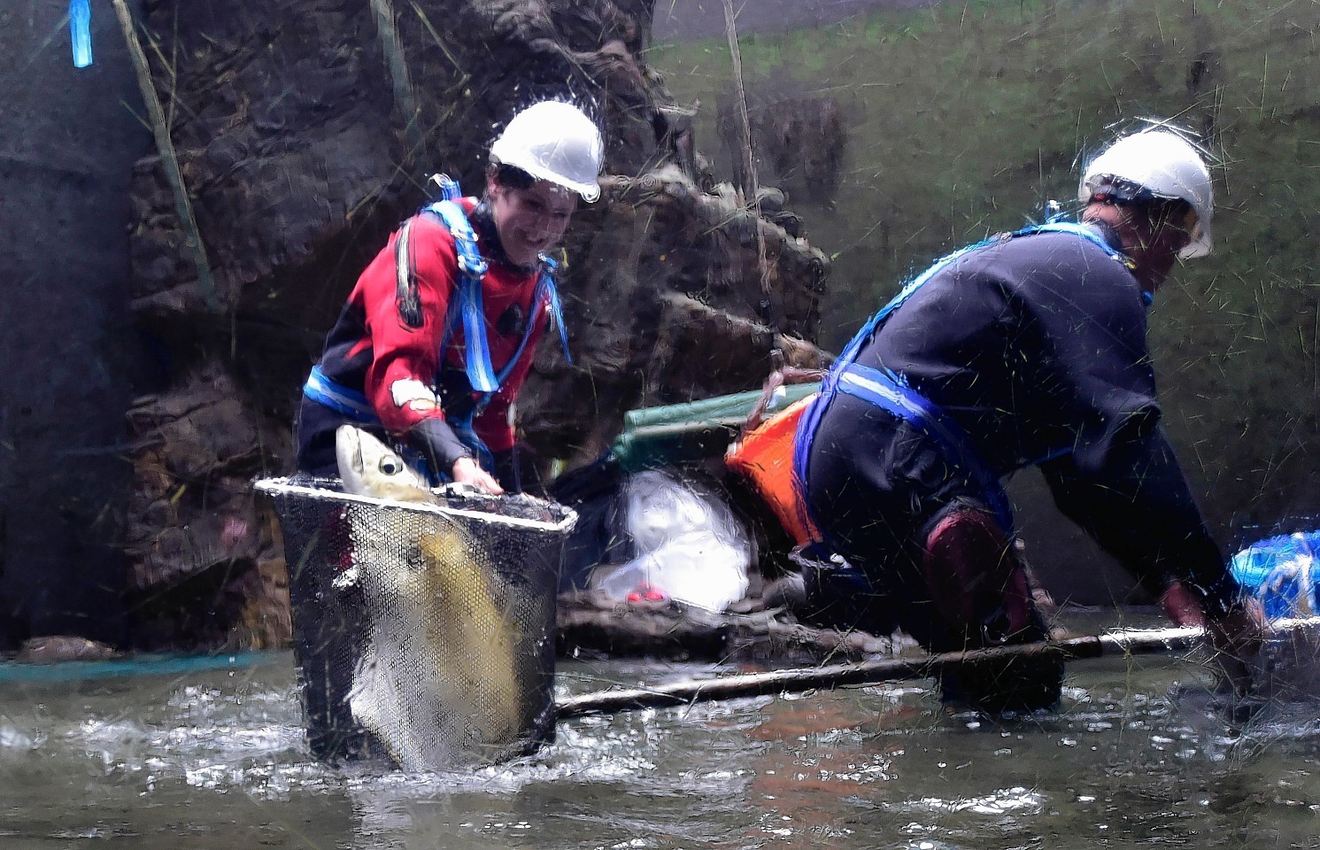 DIVERS  CATCH THE FISH WITH NETS AS THE WATER LEVEL FALLS