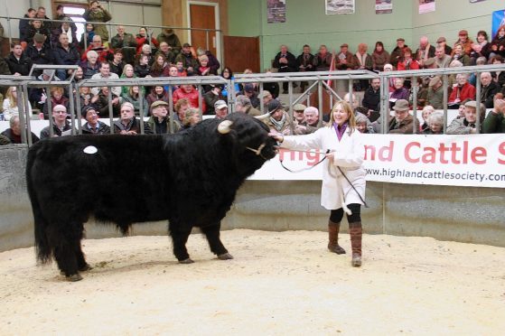 The mart at Oban stages pedigree Highland cattle sales.