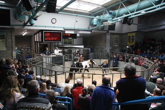 The rare breeds sale takes place on Saturday May 6