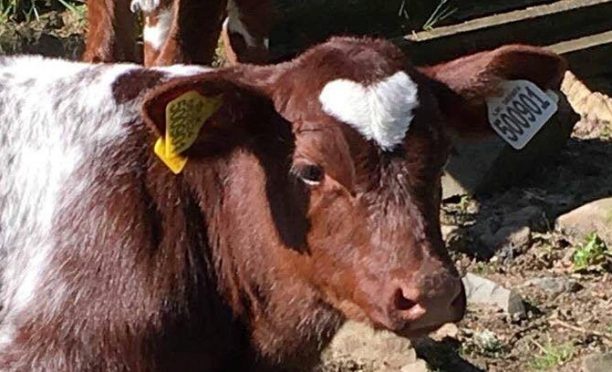 The calf with the heart shaped marking