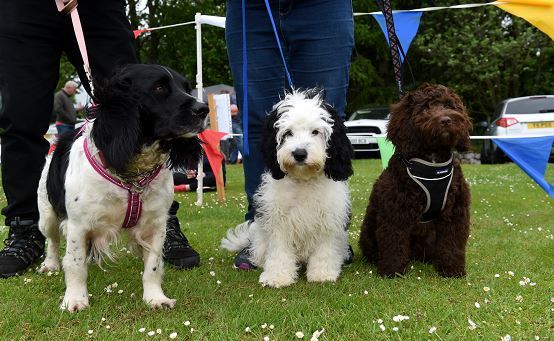 Some of the furry attendees at Haddo House last year