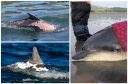Spirtle the bottlenose is making a full recovery from her sunburns. Bottom left image courtesy of Whale and Dolphin Conservation/Charlie Phillips.