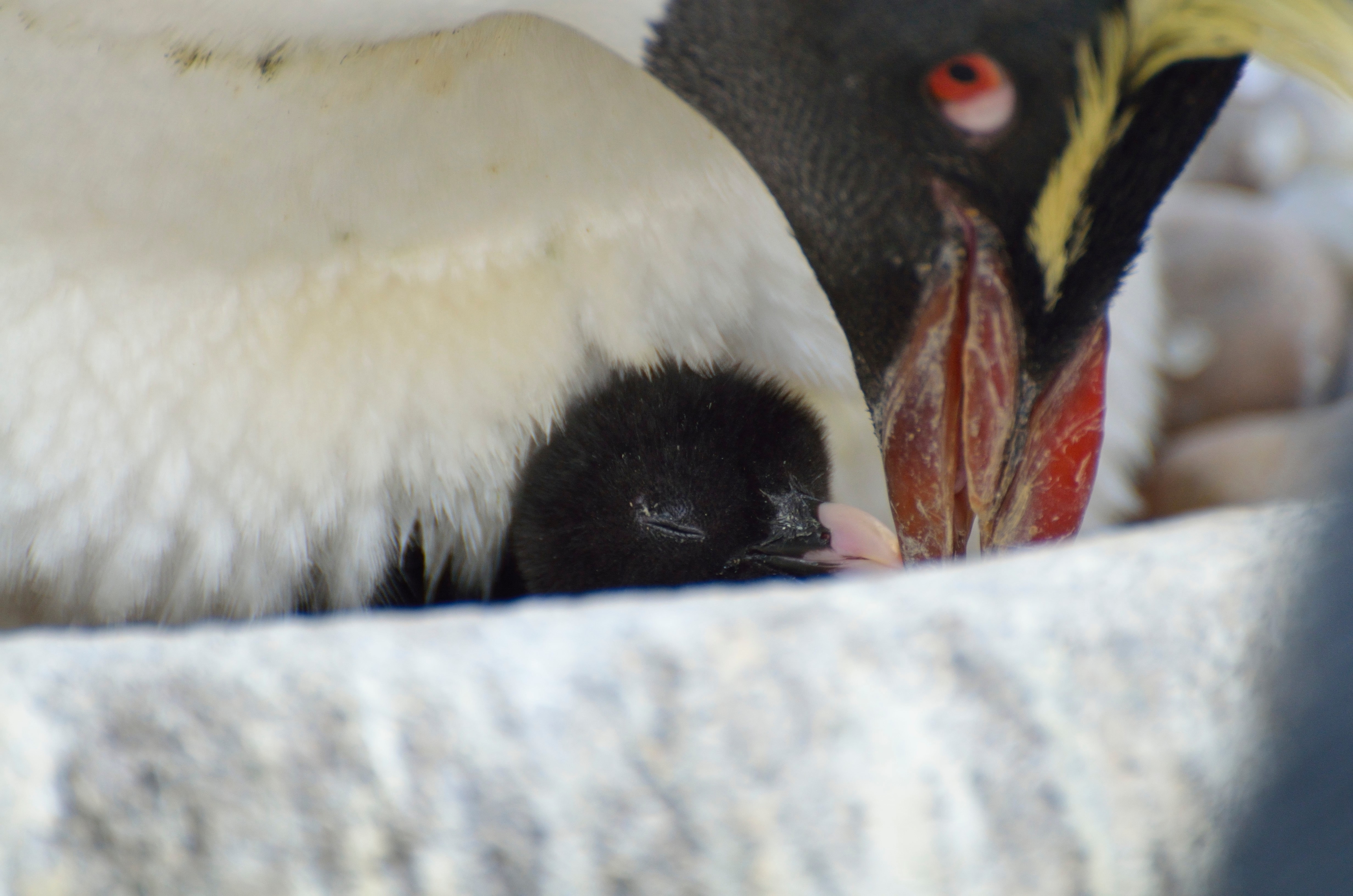 penguins