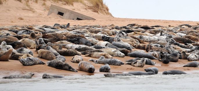The seal colony at Forvie is a protected site.