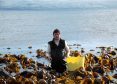 Iain McKellar collecting seaweed for his shop.