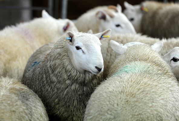 The sheep sector would be badly affected by a no-deal Brexit.