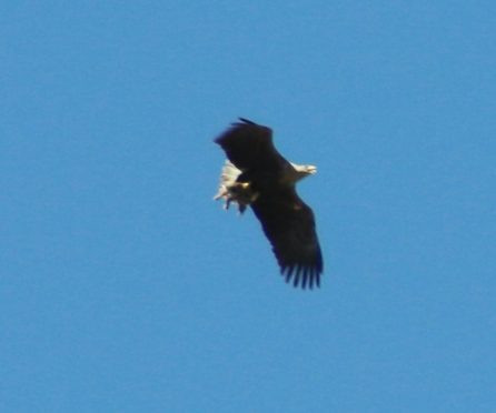 A white tailed sea eagle carrying a lamb over North Connel. 
Photo by Rosie Robinson