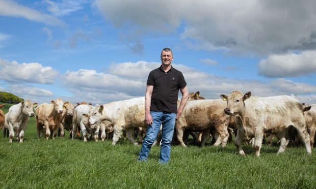 Alan Meston with some of his cattle.