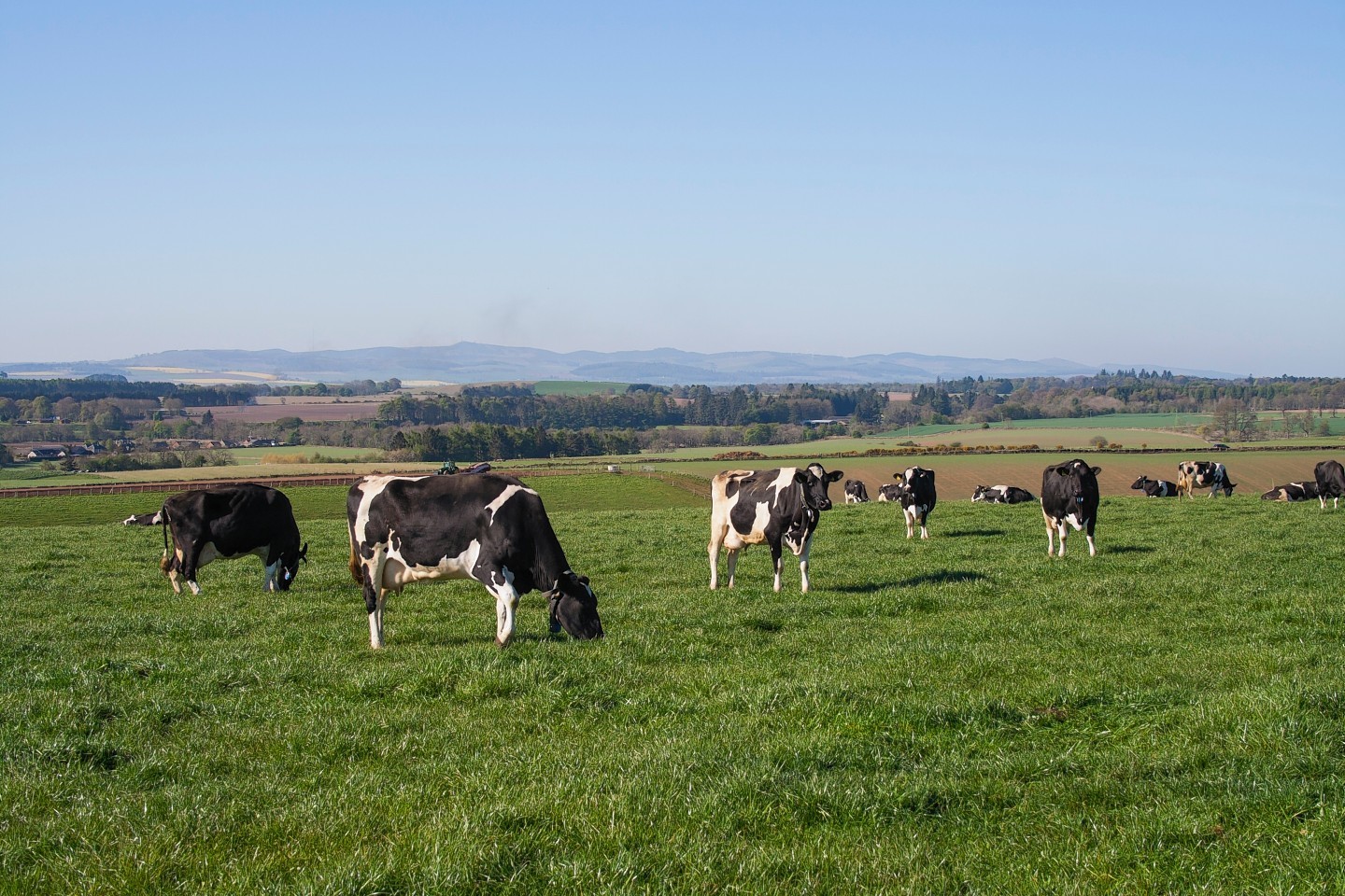 Cattle grazing at Balboukie Farm, near Forfar