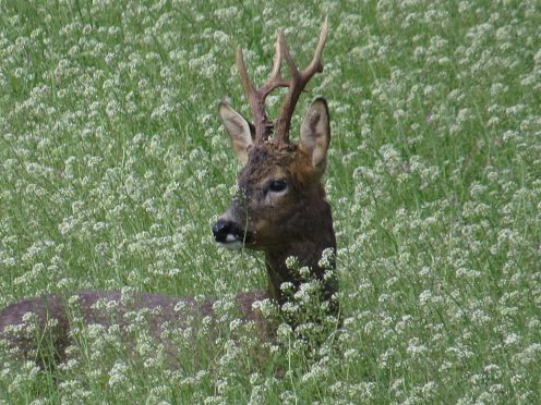 A roe deer.