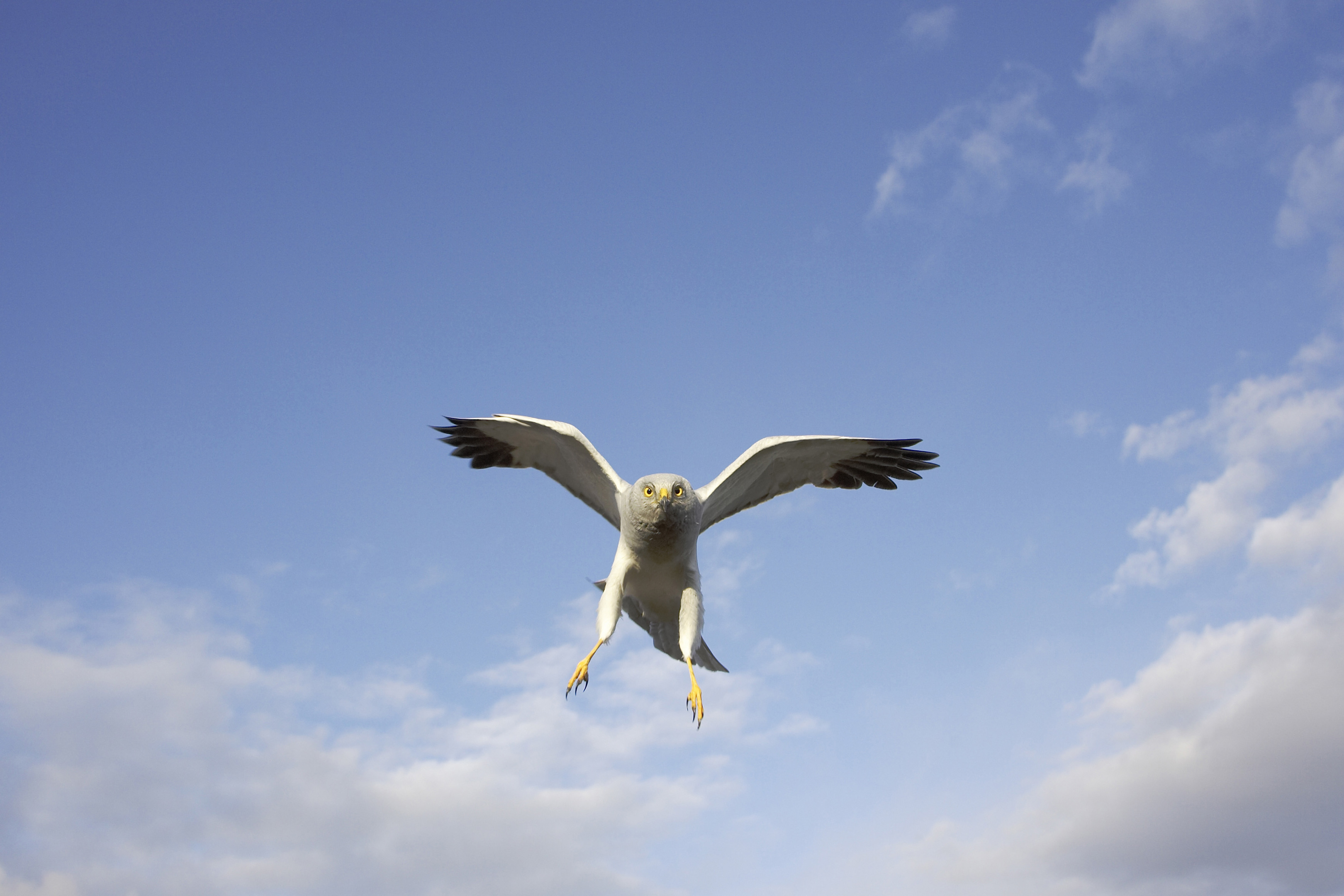 Male hen harrier in flight, dive bombing intruder at nest. Sutherland, Scotland. June.