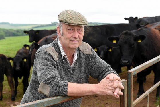 John Lohoar with some of the Glenbervie cattle.