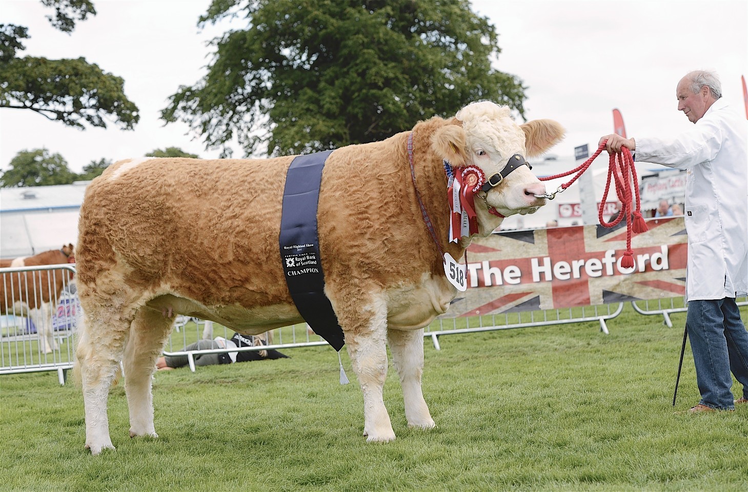The Simmental champion.