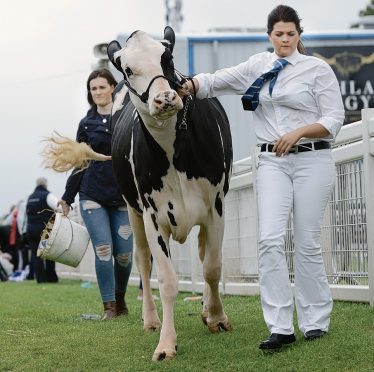 A dairy beast heads for judging in the ring.