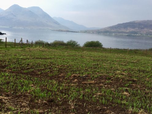 Barley trials on Raasay.