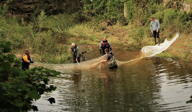 A team from the Spey Fishery Board caught the fish trapped at Garmouth and Kingston Golf Club in a net to return them to the river. Pic by Ali Bain