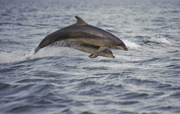 Campaigners worry about the impact of electronic scarers at fish farms on whales and dolphins