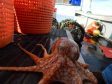 The octopus was found 500 yards off the Banffshire coast. Pictures by Reg Connon.