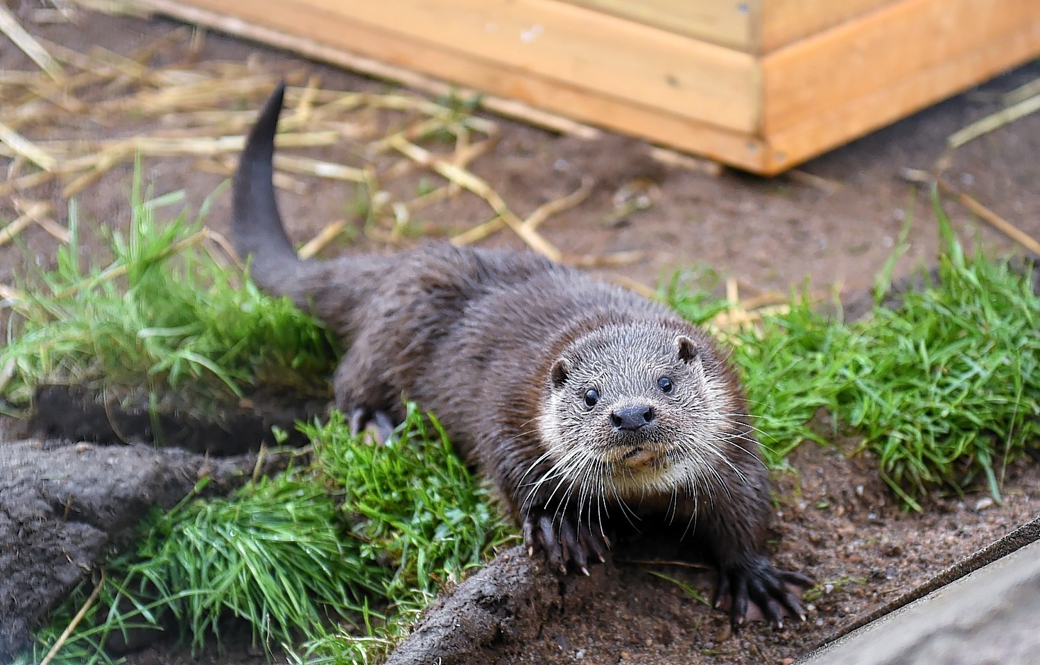 otters-New-Arc