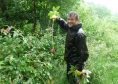 Wild Things volunteers have devoted more than 600 hours to clearing hazardous plants from Forres.