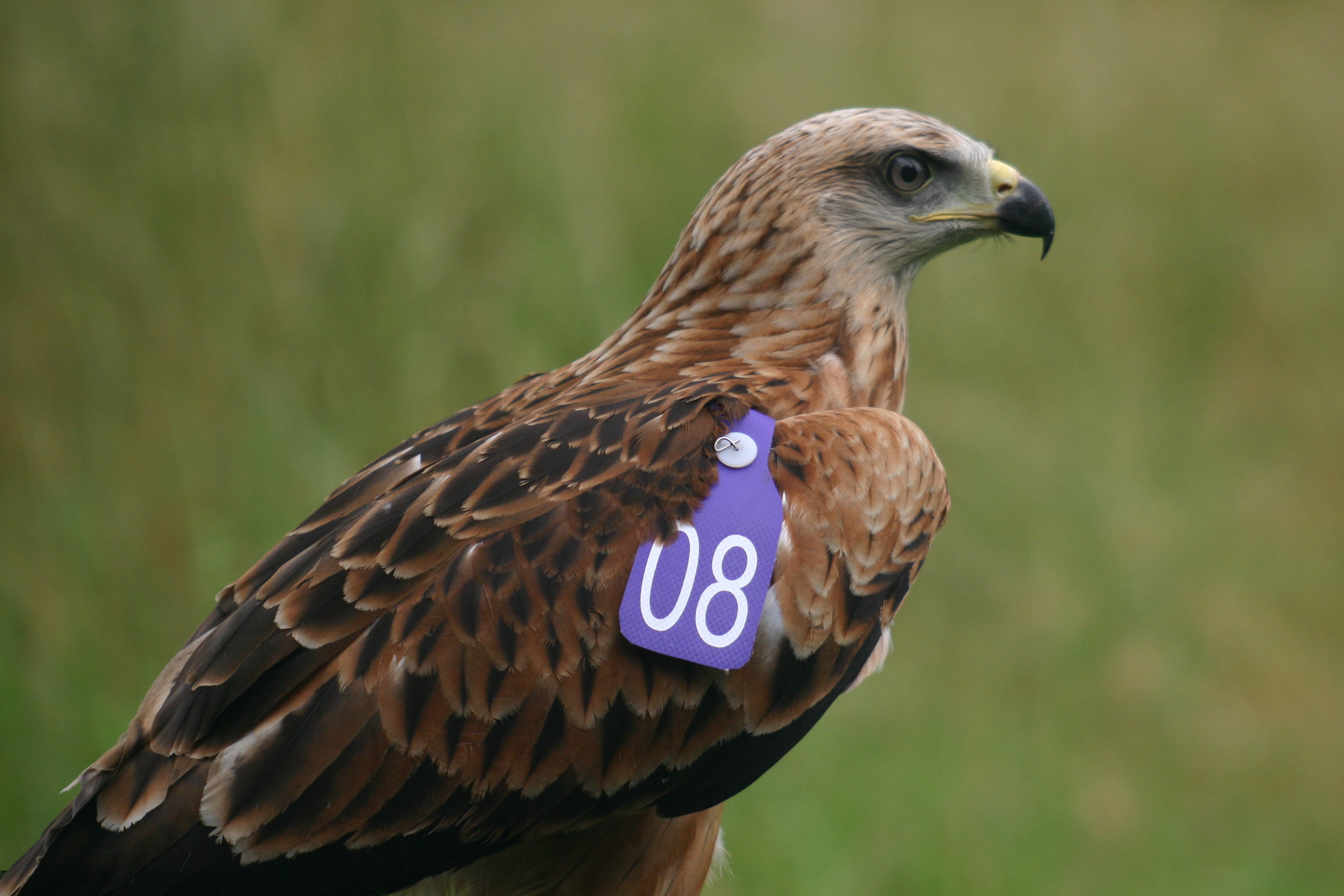 The red kites were reintroduced to the region in 2007.