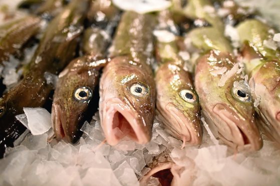 ABERDEEN, SCOTLAND - NOVEMBER 25:  Cod is on display to be sold at Peterhead fish market on November 25, 2015 in Peterhead, Scotland. Recent negotiations could see an increase in North Sea fishing quotas covering several key species for the Scottish fishing industry, including North Sea cod, haddock, saithe and herring. Recent scientific advice recommends an increase in quotas for North Sea cod and North Sea haddock reflecting the healthy state of many of the Scottish fishing fleets most important fish stocks.  (Photo by Jeff J Mitchell/Getty Images)