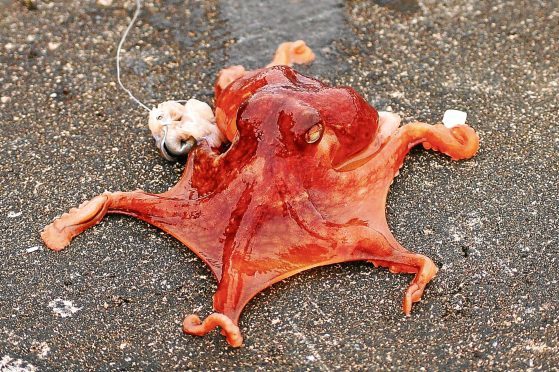 Octopus that was found at Peterhead
