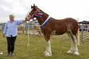 Miranda Johnstone with the Clydesdale, native horse and overall supreme show champion.