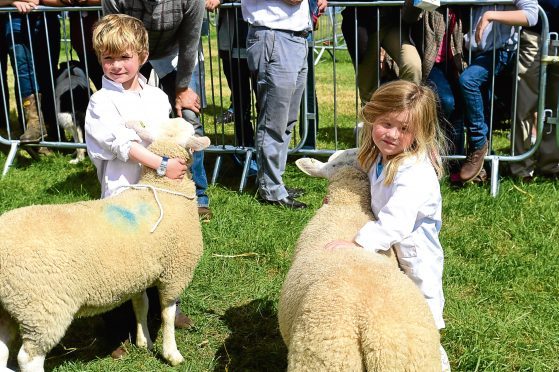 Entries are up in the sheep section, which includes classes for young handlers.