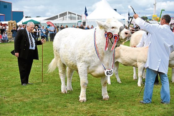 Charolais cattle at a previous show.