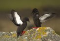Black guillemots Cepphus grylle, displaying on a lichen covered rock, Shetland Isles
